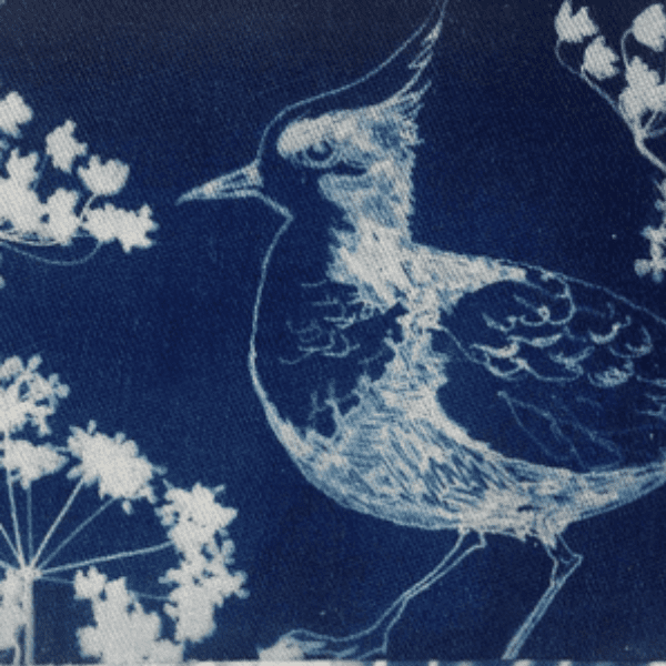 Exploring Cyanotype, Printing with Light with Kim Tillyer
