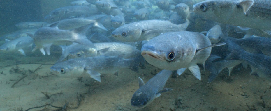 Britain’s Hidden Fishes:  Film with Q&A